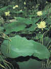 Nelumbo_nucifera_st.jpg (56602 bytes)