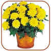 chrysanthemummodel2-mid.jpg (11511 bytes)