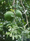 Aegle_marmelos_360.jpg (56918 bytes)