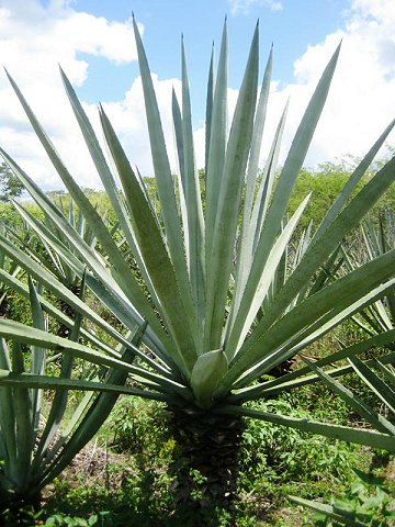 Plants of Sisal - AGAVE SISALANA - The Original Garden