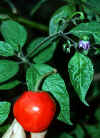 Capsicum_pubescens_360.jpg (45697 bytes)