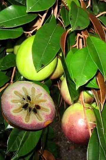 star apple fruit tree