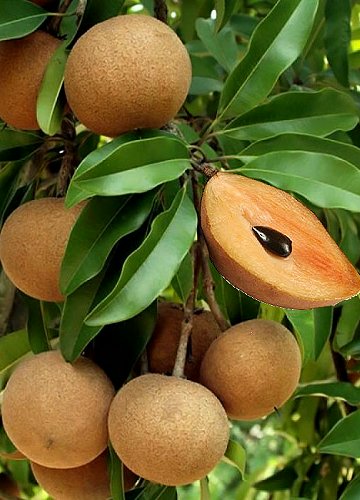 sapodilla tree sap