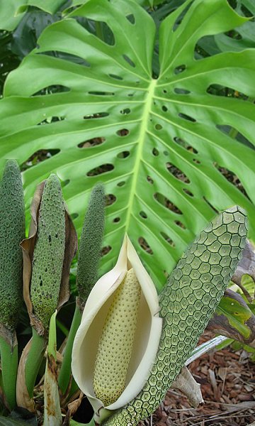 swiss cheese plant fruit