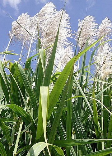 sugarcane plant flower