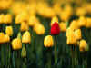 Tulips_W14_800.jpg (84786 bytes)