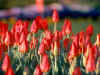 Tulips_W15_800.jpg (92903 bytes)