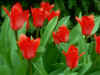 Tulips_W17_800.jpg (50123 bytes)