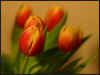 Tulips_W21_800.jpg (62982 bytes)