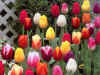 Tulips_W5_800.jpg (120869 bytes)