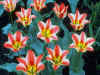 Tulips_W6_800.jpg (124056 bytes)