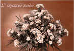 anthostili white chrysanthemum 3_card.jpg (223535 bytes)