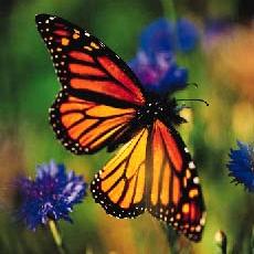 butterfly52.jpg