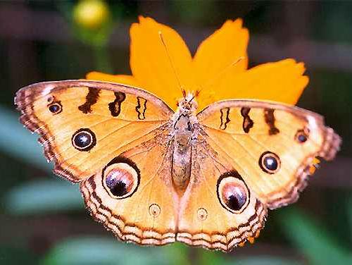 butterfly59.jpg
