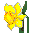 daffodil3m.gif (1205 bytes)