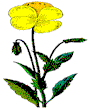 flower1.gif (3070 bytes)