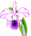 orchid.gif (3780 bytes)