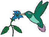pix_hummingbird1.gif (3209 bytes)