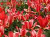 tulips_W11_800.jpg (136751 bytes)