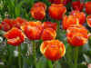 tulips_W16_800.jpg (122594 bytes)