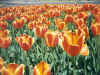 tulips_W1_800.jpg (155221 bytes)