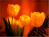 tulips_W20_800.jpg (60944 bytes)