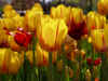 tulips_W4_800.jpg (88102 bytes)