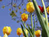 tulips_W8_800.jpg (106528 bytes)